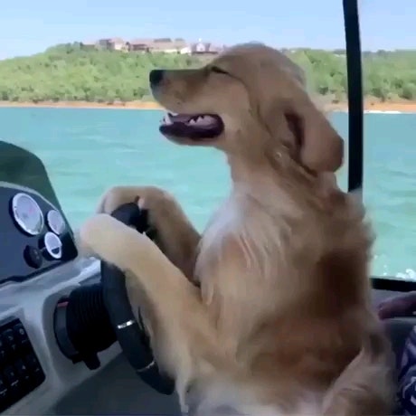 doggy cruise